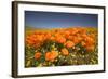 California Poppies-Terry Eggers-Framed Photographic Print