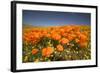 California Poppies-Terry Eggers-Framed Photographic Print