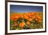 California Poppies-Terry Eggers-Framed Photographic Print