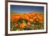 California Poppies-Terry Eggers-Framed Photographic Print