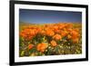 California Poppies-Terry Eggers-Framed Photographic Print