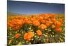 California Poppies-Terry Eggers-Mounted Photographic Print