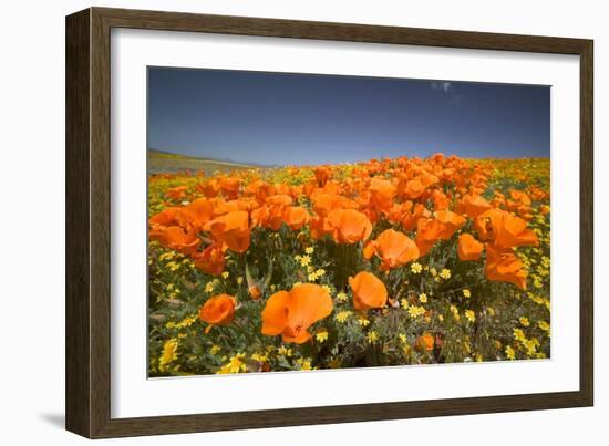 California Poppies-Terry Eggers-Framed Photographic Print