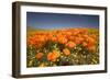 California Poppies-Terry Eggers-Framed Photographic Print