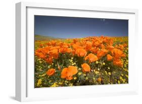 California Poppies-Terry Eggers-Framed Photographic Print