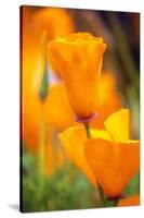 California Poppies-Darrell Gulin-Stretched Canvas