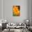 California Poppies-Darrell Gulin-Stretched Canvas displayed on a wall