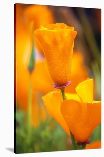California Poppies-Darrell Gulin-Stretched Canvas