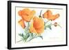 California Poppies-null-Framed Art Print