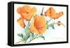 California Poppies-null-Framed Stretched Canvas