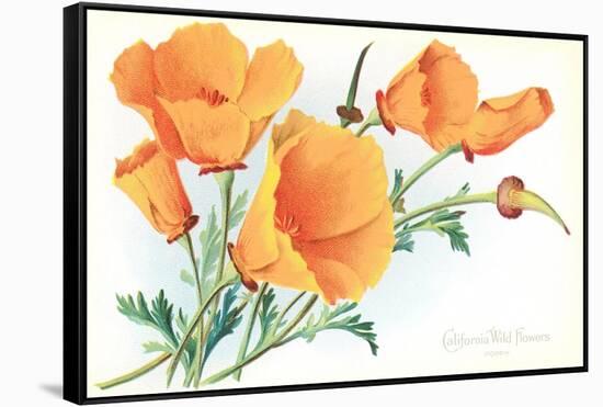 California Poppies-null-Framed Stretched Canvas