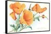 California Poppies-null-Framed Stretched Canvas