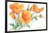 California Poppies-null-Framed Art Print