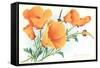 California Poppies-null-Framed Stretched Canvas