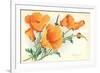 California Poppies-null-Framed Art Print