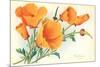 California Poppies-null-Mounted Art Print