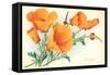 California Poppies-null-Framed Stretched Canvas