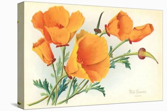 California Poppies-null-Stretched Canvas