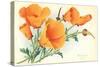 California Poppies-null-Stretched Canvas