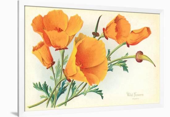 California Poppies-null-Framed Art Print