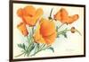 California Poppies-null-Framed Art Print