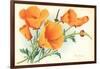 California Poppies-null-Framed Art Print