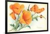 California Poppies-null-Framed Art Print