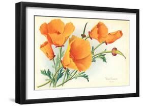 California Poppies-null-Framed Art Print