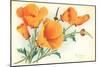 California Poppies-null-Mounted Art Print