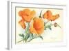 California Poppies-null-Framed Art Print