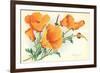 California Poppies-null-Framed Premium Giclee Print