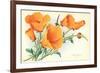 California Poppies-null-Framed Premium Giclee Print