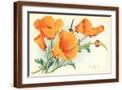 Brown Frame