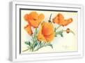 White Frame