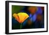 California Poppy 1-Ursula Abresch-Framed Photographic Print