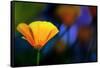 California Poppy 1-Ursula Abresch-Framed Stretched Canvas