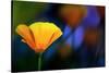 California Poppy 1-Ursula Abresch-Stretched Canvas