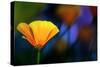 California Poppy 1-Ursula Abresch-Stretched Canvas