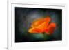 California Poppy 2-Ursula Abresch-Framed Photographic Print