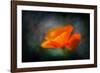 California Poppy 2-Ursula Abresch-Framed Photographic Print