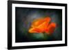 California Poppy 2-Ursula Abresch-Framed Photographic Print