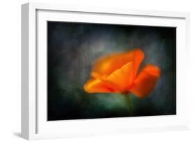 California Poppy 2-Ursula Abresch-Framed Photographic Print