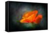 California Poppy 2-Ursula Abresch-Framed Stretched Canvas
