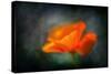 California Poppy 2-Ursula Abresch-Stretched Canvas
