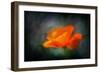 California Poppy 2-Ursula Abresch-Framed Photographic Print