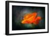 California Poppy 2-Ursula Abresch-Framed Photographic Print