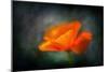 California Poppy 2-Ursula Abresch-Mounted Photographic Print