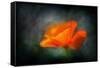 California Poppy 2-Ursula Abresch-Framed Stretched Canvas