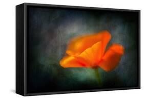 California Poppy 2-Ursula Abresch-Framed Stretched Canvas