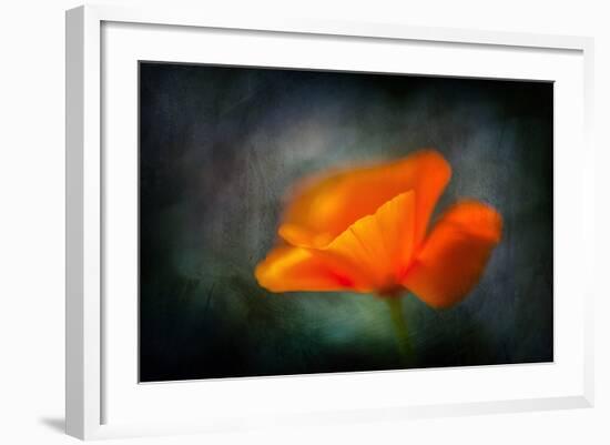 California Poppy 2-Ursula Abresch-Framed Photographic Print